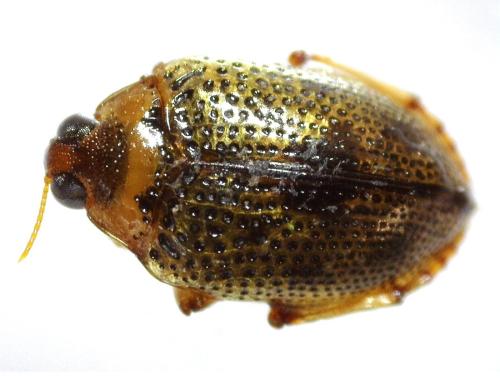 Peltodytes caesus